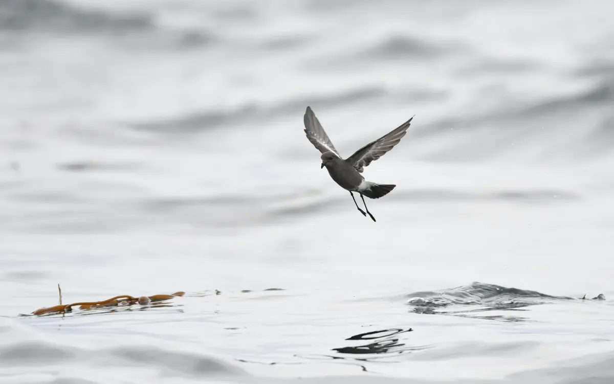 File:Pincoya storm petrel (Oceanites pincoyae) 01.jpg