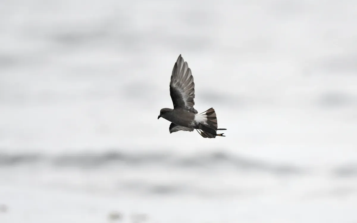 File:Pincoya storm petrel (Oceanites pincoyae) 03.jpg