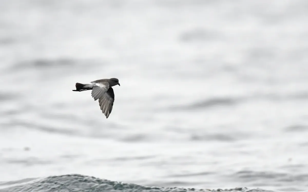 File:Pincoya storm petrel (Oceanites pincoyae) 02.jpg