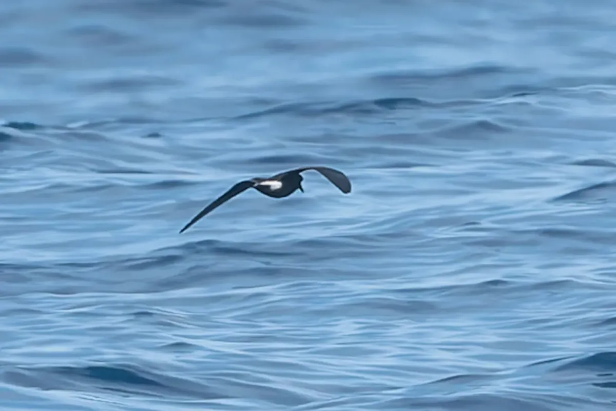 File:Townsend's storm petrel (Hydrobates socorroensis) 02.jpg