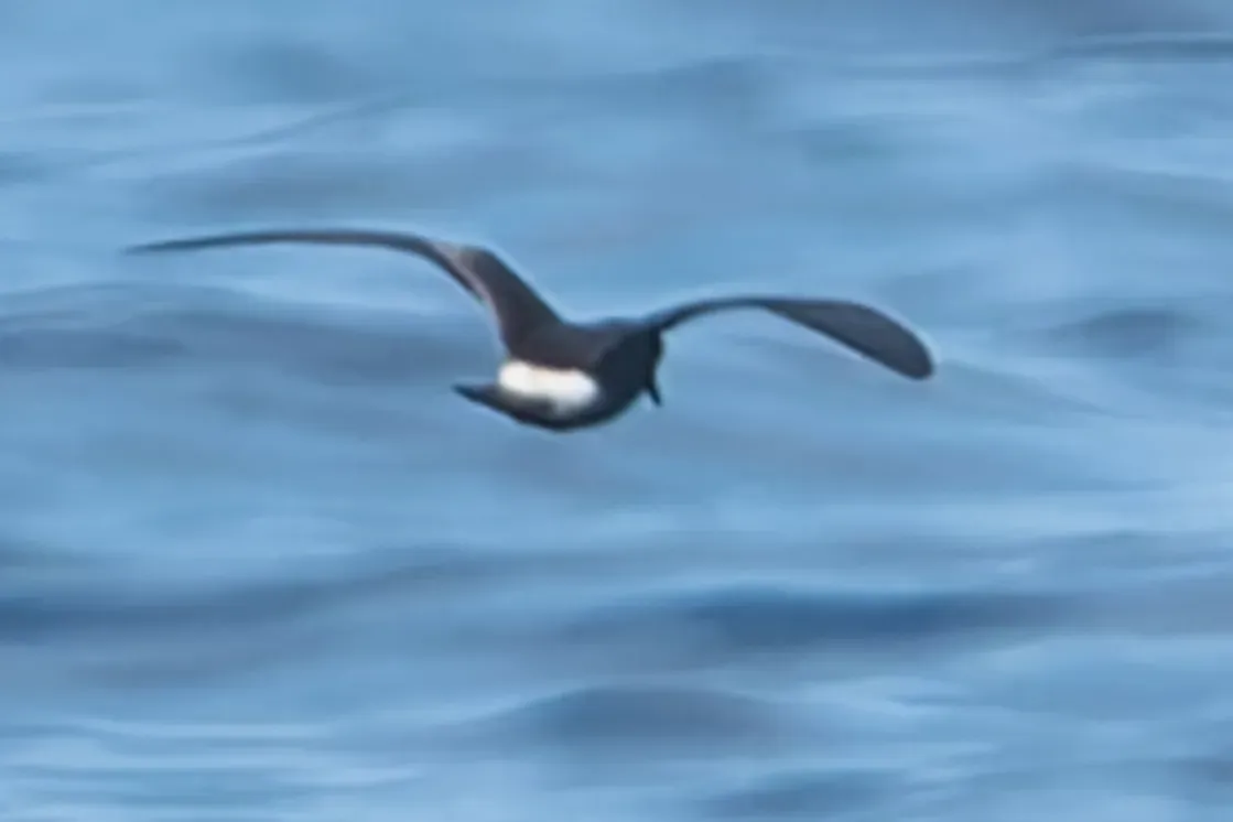 File:Townsend's storm petrel (Hydrobates socorroensis) 01 (cropped).jpg