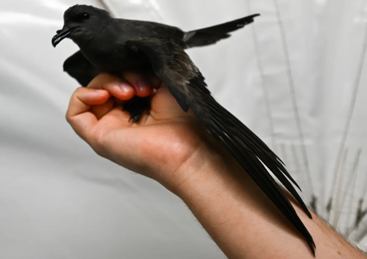 File:Cape Verde storm petrel (Hydrobates jabejabe) (cropped).jpg