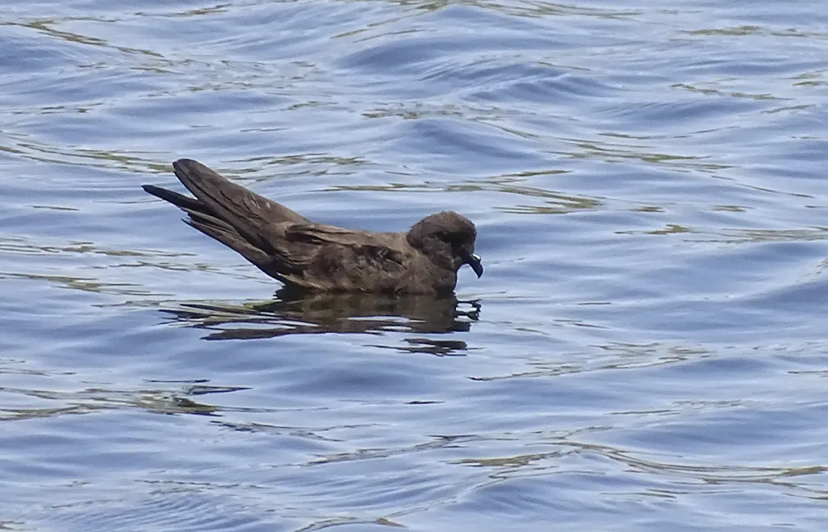 File:Least storm petrel (Hydrobates microsoma).jpg