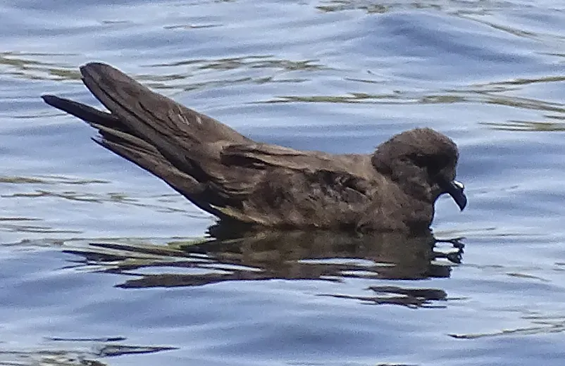 File:Least storm petrel (Hydrobates microsoma) (cropped).jpg