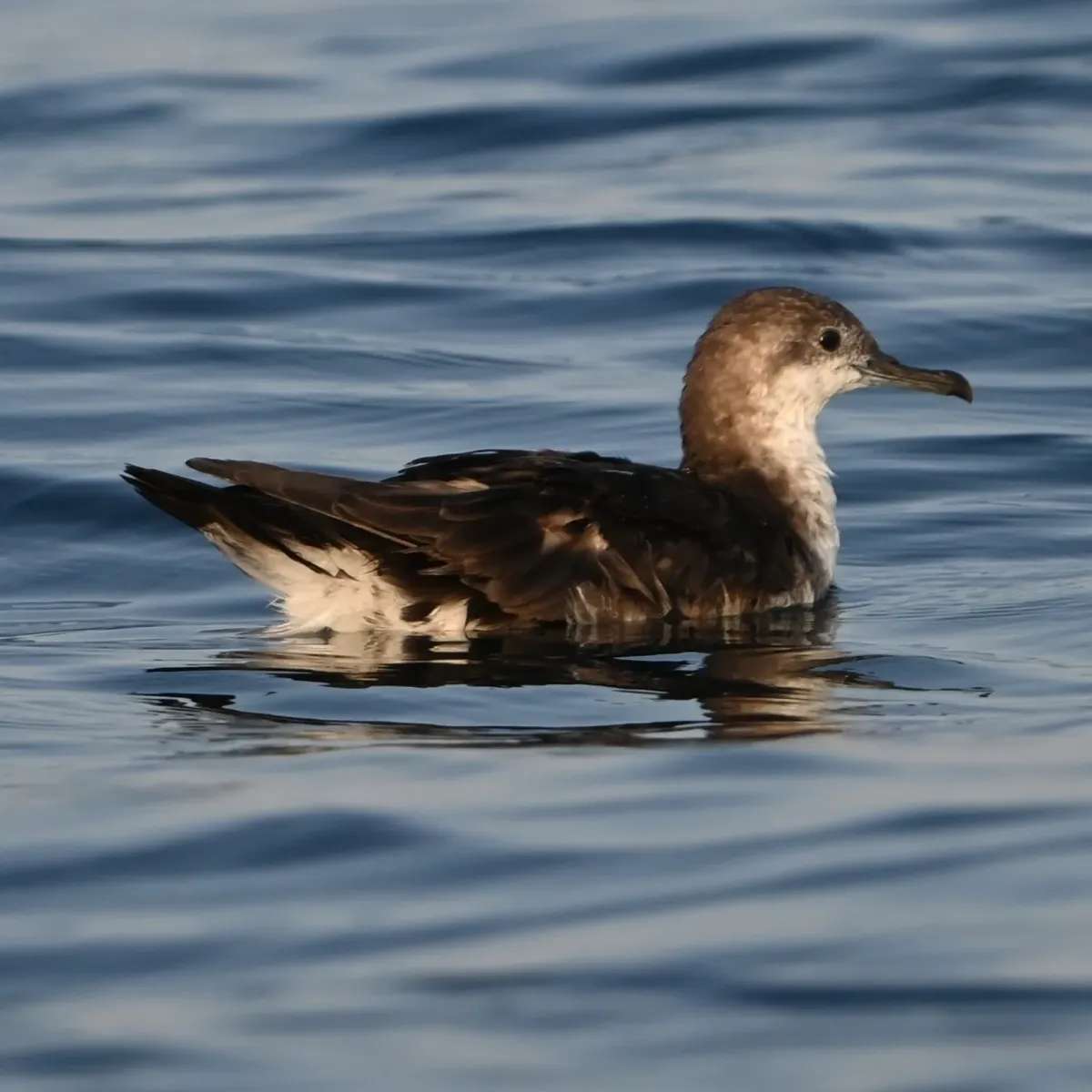 File:Persian shearwater (Puffinus persicus).jpg
