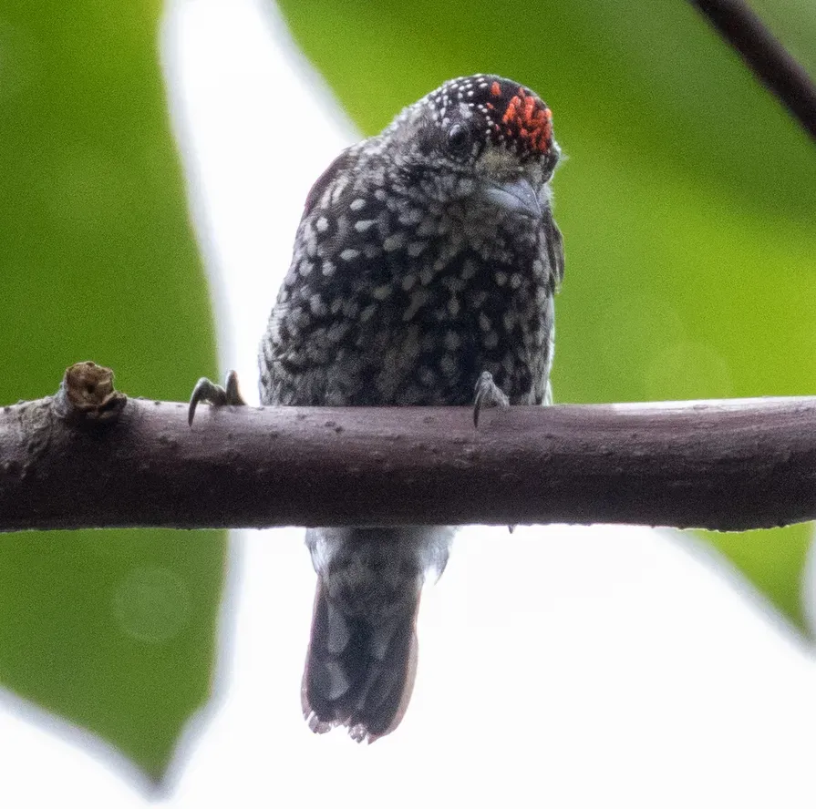 File:Picumnus steindachneri 111900368 (cropped).jpg