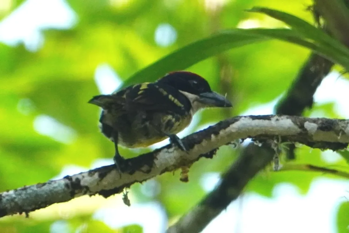 File:Five-colored barbet (Capito quinticolor) 01.jpg
