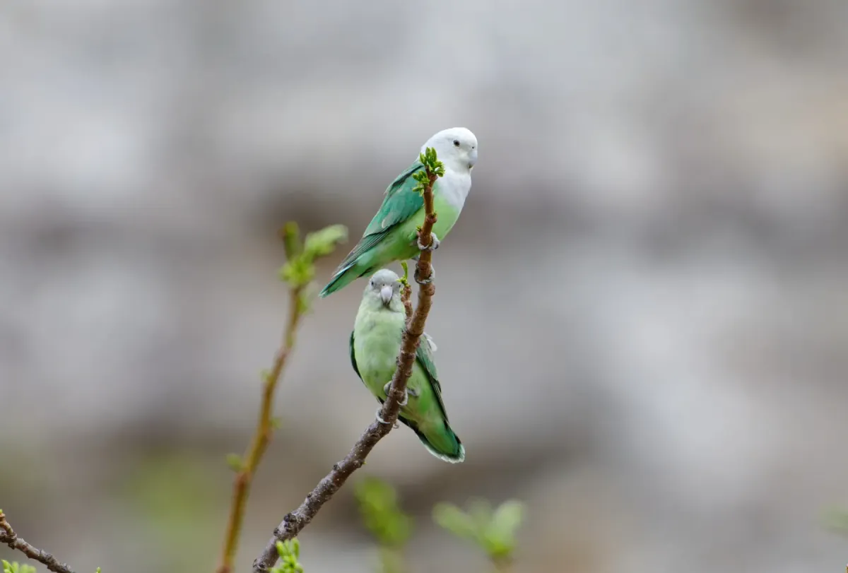 File:Agapornis canus 454681621.jpg