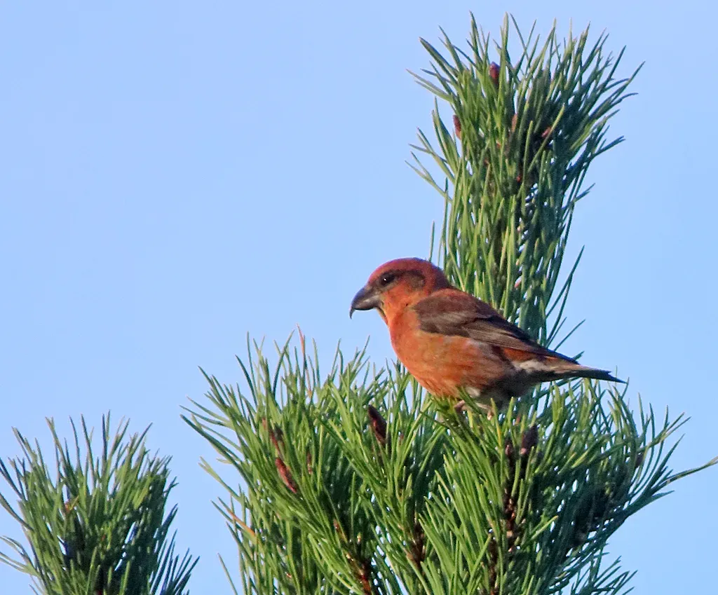 File:Scottish Crossbill (Loxia scotica) - geograph.org.uk - 8205947.jpg