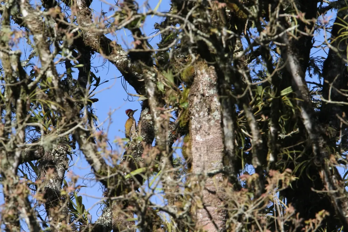 File:Javan flameback (Chrysocolaptes strictus).jpg