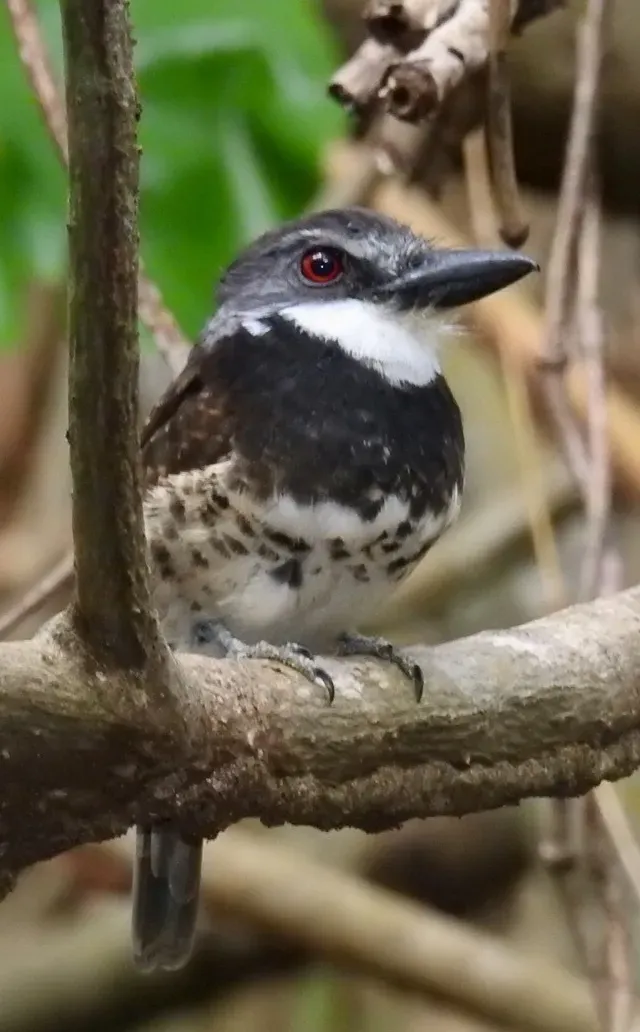 File:Sooty-capped puffbird (Bucco noanamae).jpg