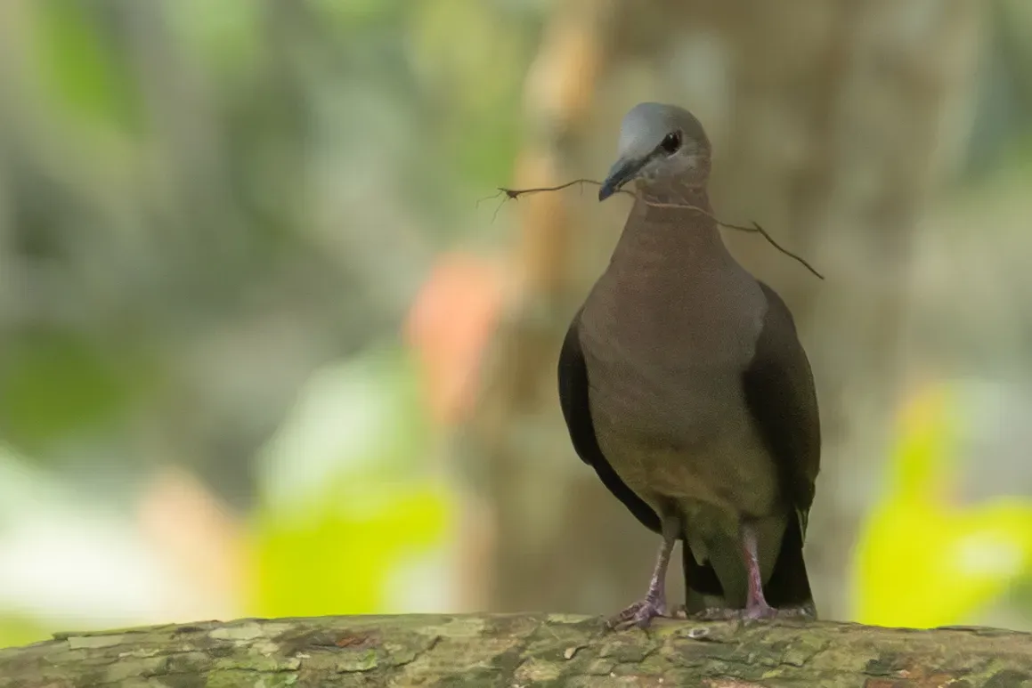 File:Aplopelia larvata principalis, Príncipe 01.jpg