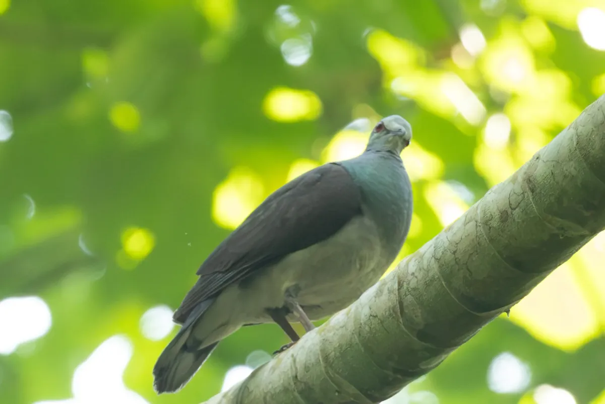 File:Aplopelia larvata simplex, São Tomé 04.jpg