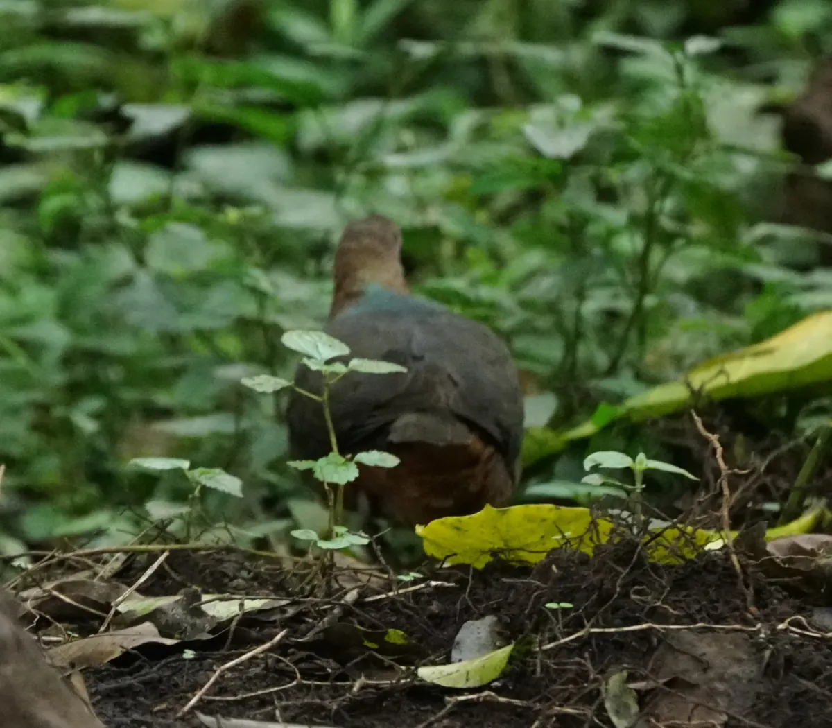 File:Aplopelia larvata jacksoni, Momella, Tanzania 2.jpg