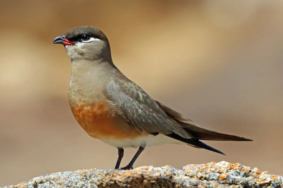 File:Madagascar pratincole (Glareola ocularis) (cropped).jpg