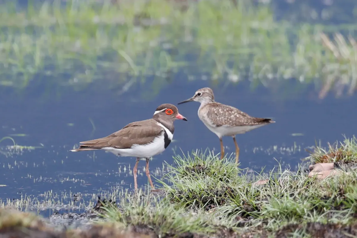 File:Forbes's plover (Thinornis forbesi) with wood sandpiper (Tringa glareola) 02.jpg