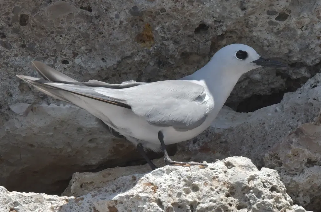 File:Anous albivitta 180559057 (cropped).jpg