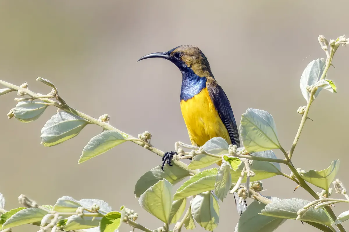 File:Ornate sunbird (Cinnyris ornatus) male Komodo.jpg