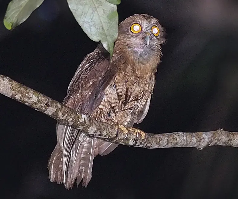 File:Buru boobook (Ninox hantu) (cropped).jpg