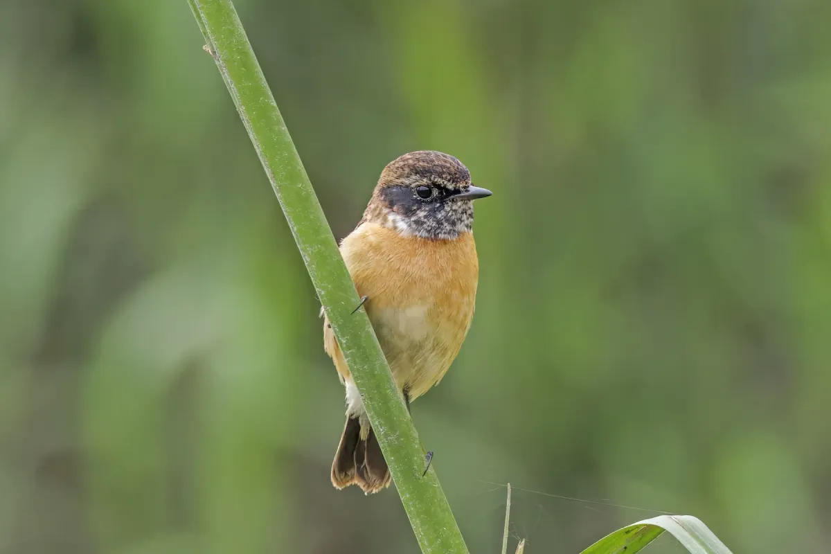 File:Siberian stonechat (Saxicola maurus przewalskii) male non breeding Van Long 2.jpg