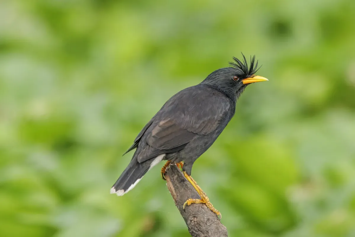 File:Great myna (Acridotheres grandis) Prek Toal.jpg