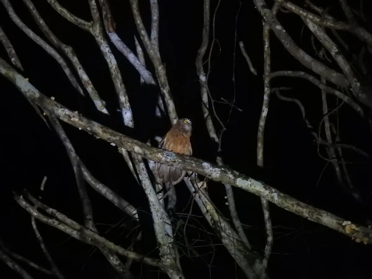 File:Least boobook (Ninox sumbaensis).jpg