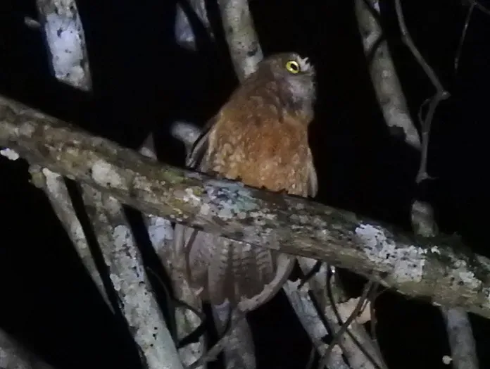 File:Least boobook (Ninox sumbaensis) (cropped).jpg