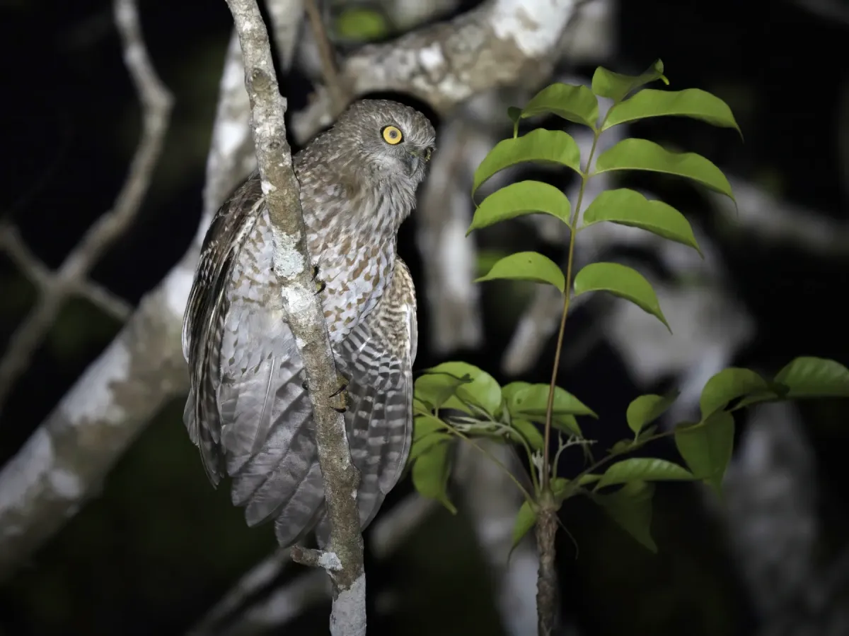 File:Rote boobook (Ninox rotiensis) 02.jpg