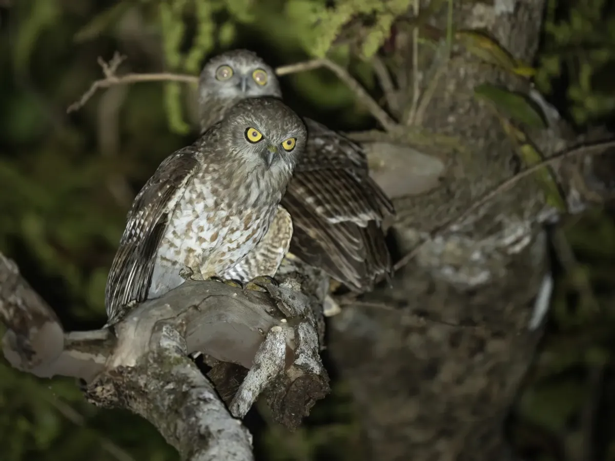 File:Rote boobook (Ninox rotiensis) 03.jpg