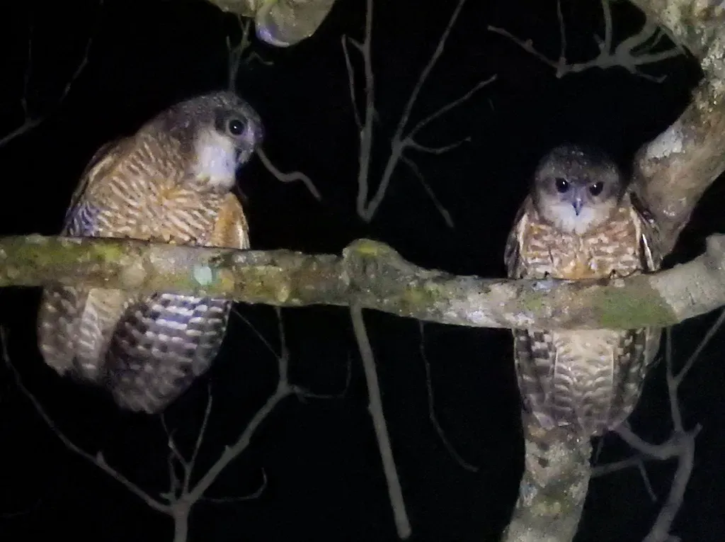 File:Ninox rudolfi 459607546 (cropped).jpg