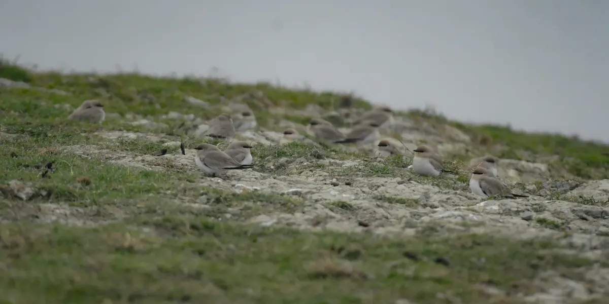 File:Small Pratincole (Glareola lactea) DSC 8251.jpg