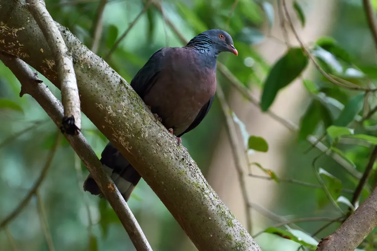 File:Bolle's pigeon (Columba bollii).jpg