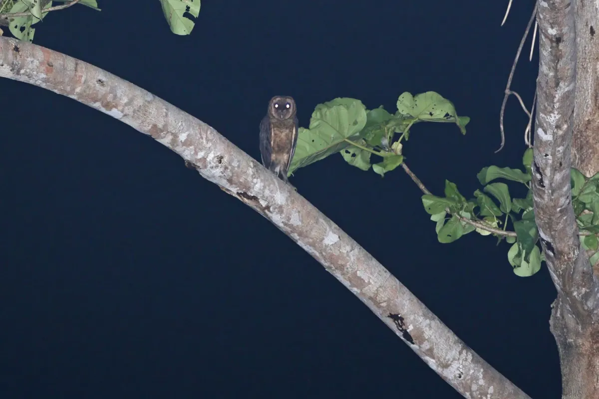 File:Taliabu Masked Owl (Tyto nigrobrunnea).jpg