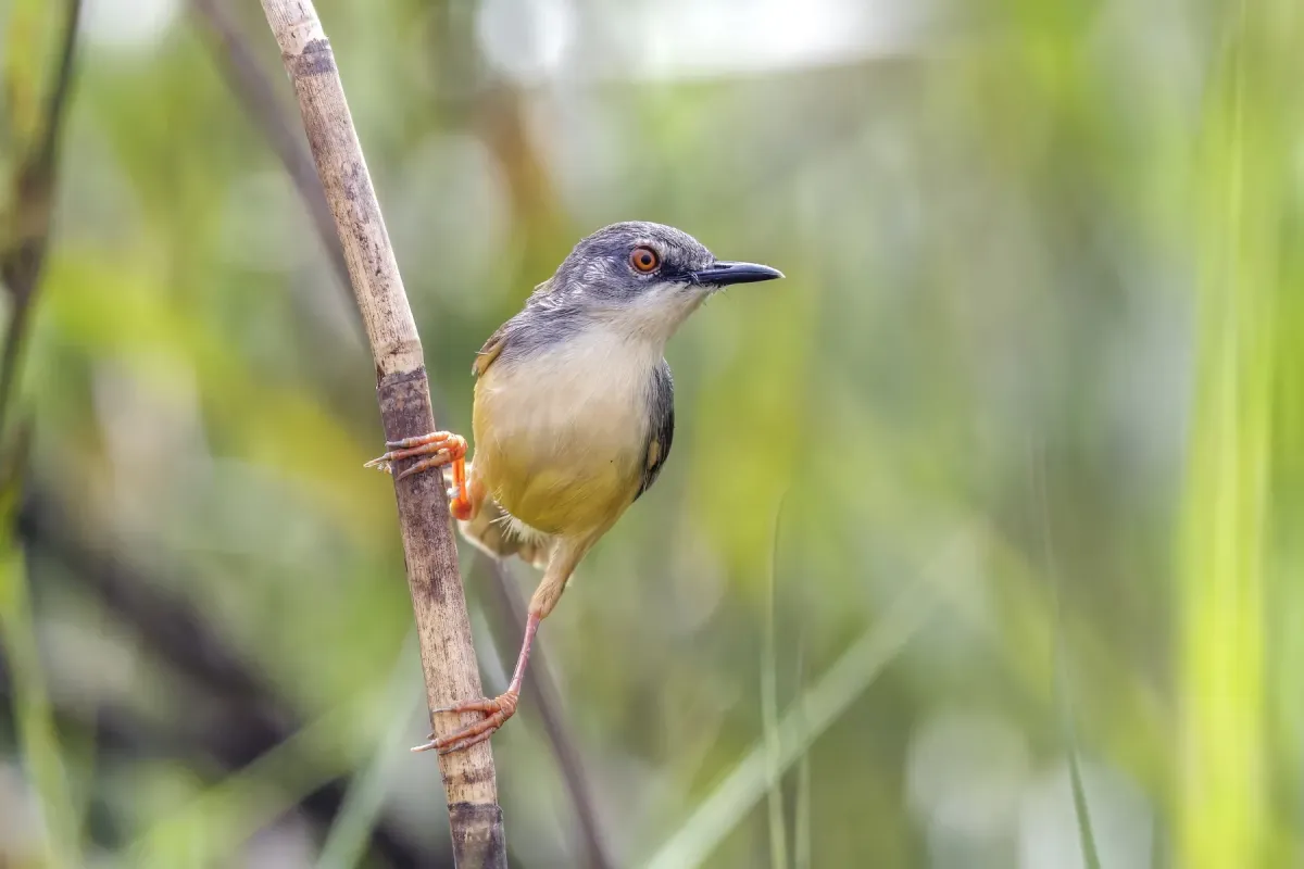 File:Yellow-bellied prinia (Prinia flaviventris) Tonle Sap.jpg