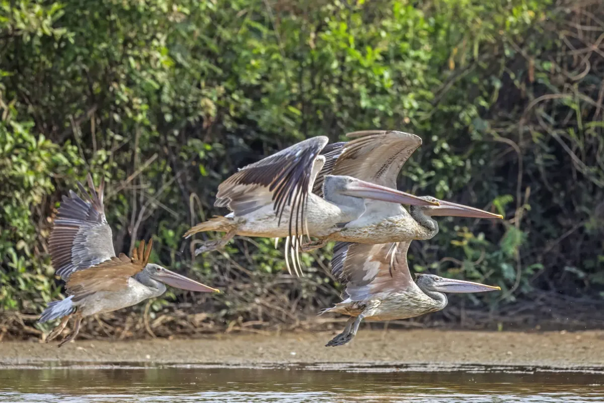 File:Spot-billed pelicans (Pelecanus philippensis) in flight Pearaing.jpg