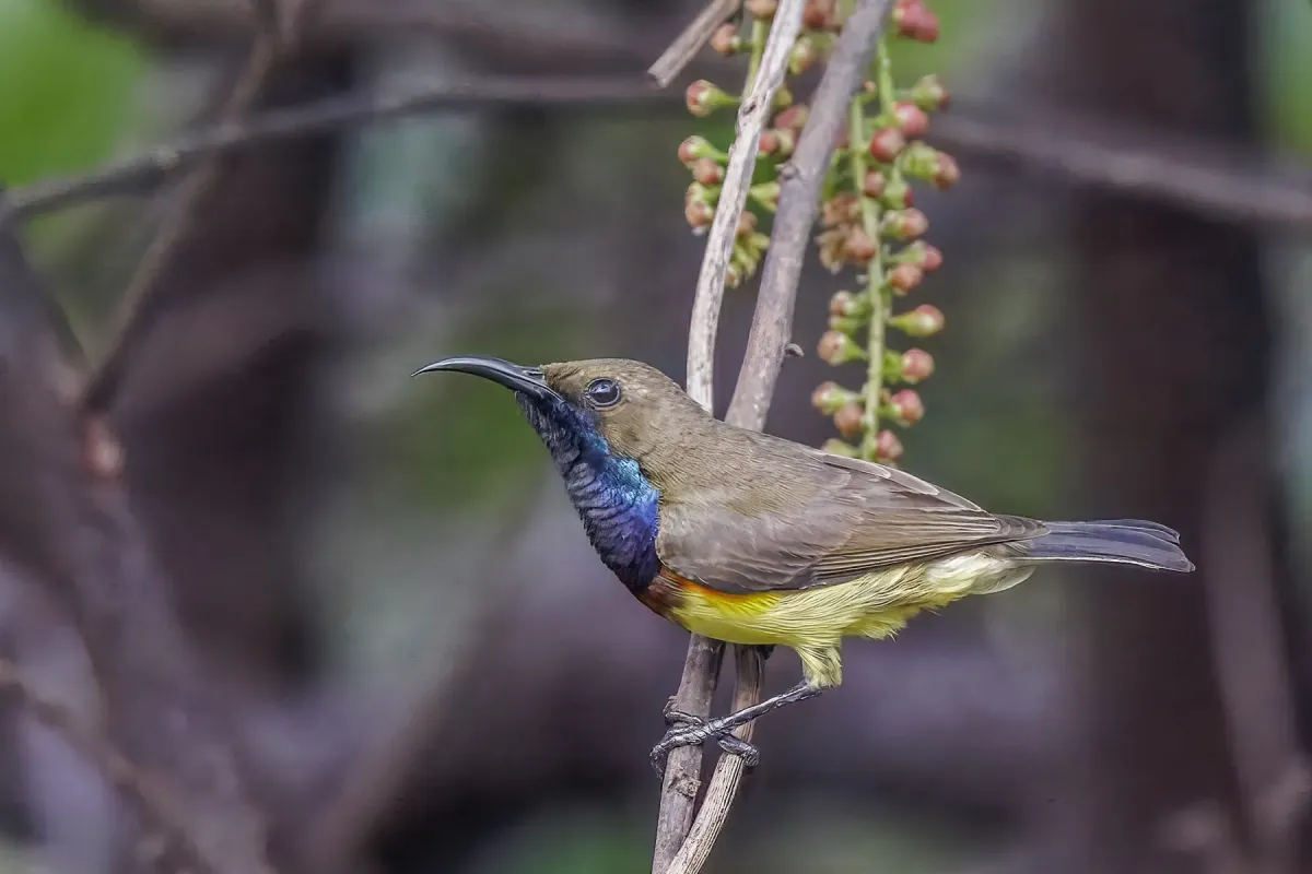 File:Ornate sunbird (Cinnyris ornatus) male on Barringtonia Pearaing.jpg