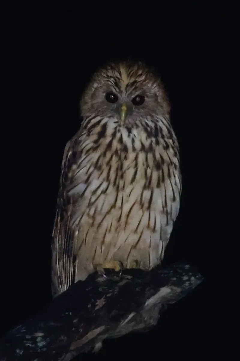 File:Vermiculated fishing owl (Scotopelia bouvieri).jpg