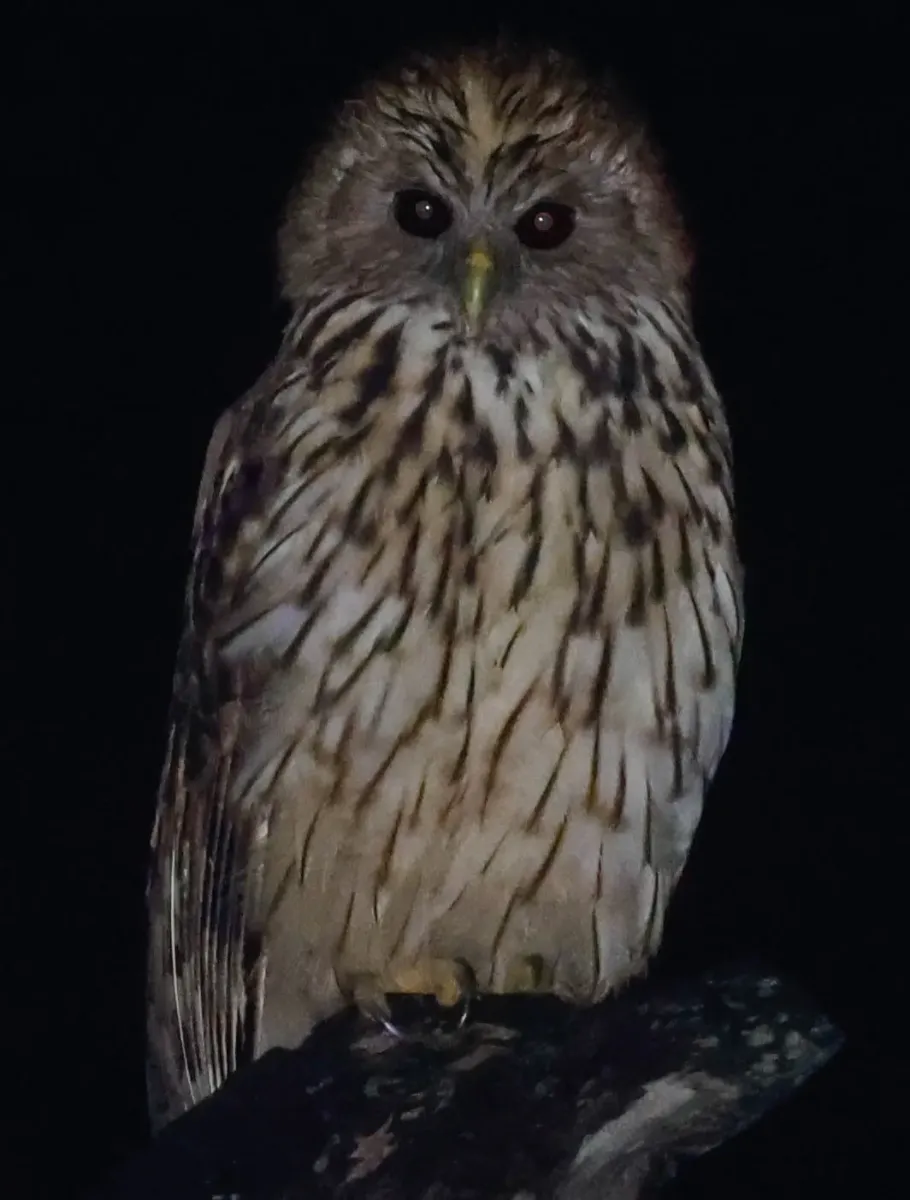 File:Vermiculated fishing owl (Scotopelia bouvieri) (cropped).jpg