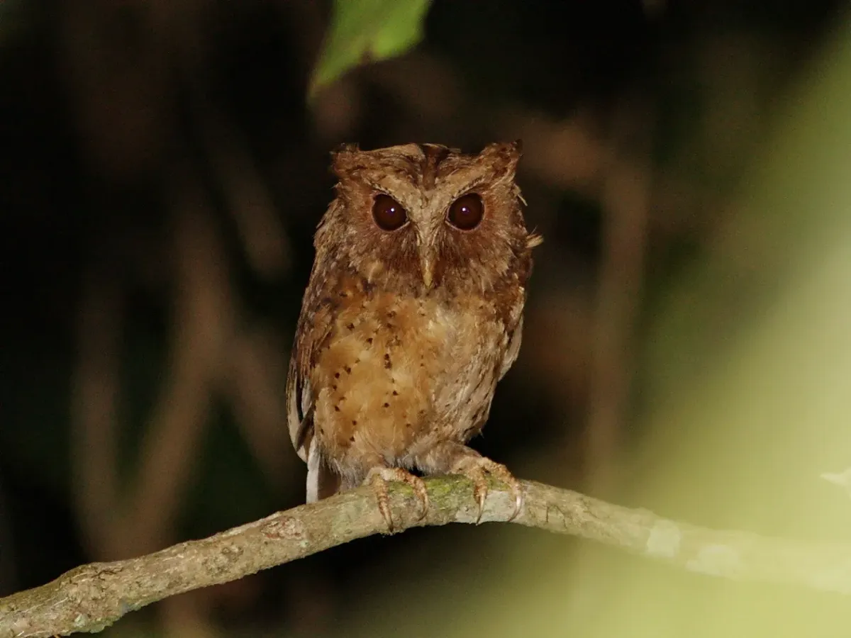 File:Reddish scops owl (Otus rufescens) 02.jpg