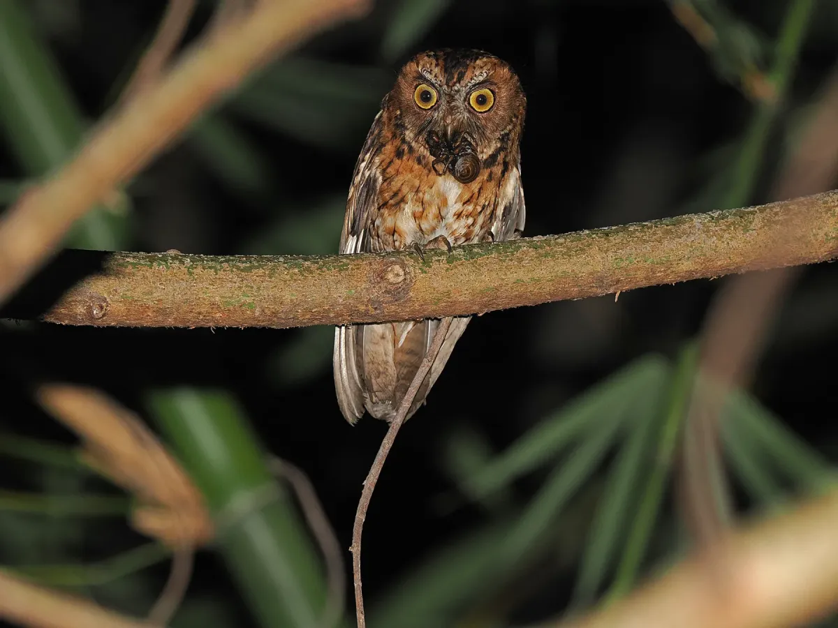 File:Wetar scops owl (Otus tempestatis).jpg