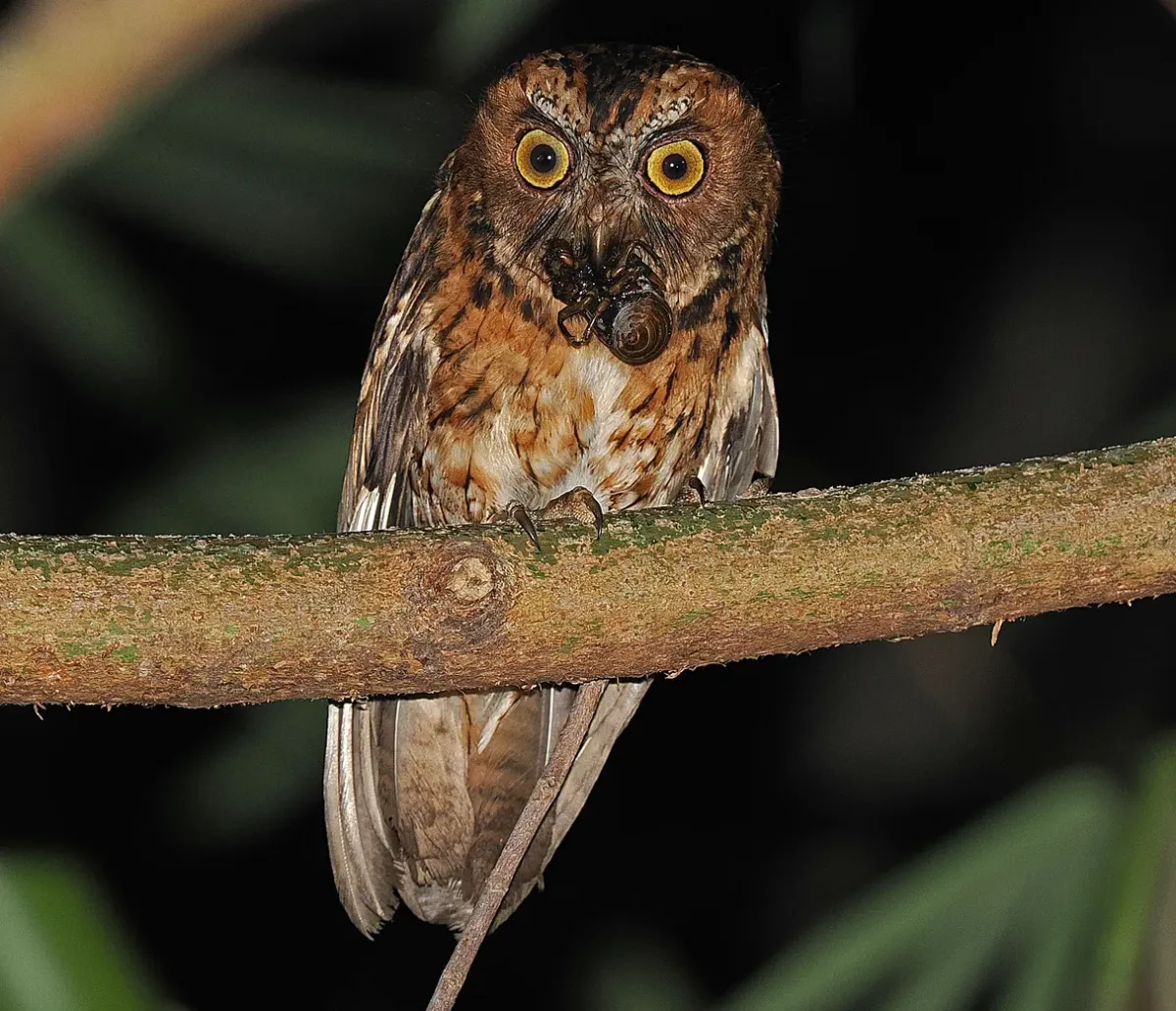 File:Wetar scops owl (Otus tempestatis) (cropped).jpg