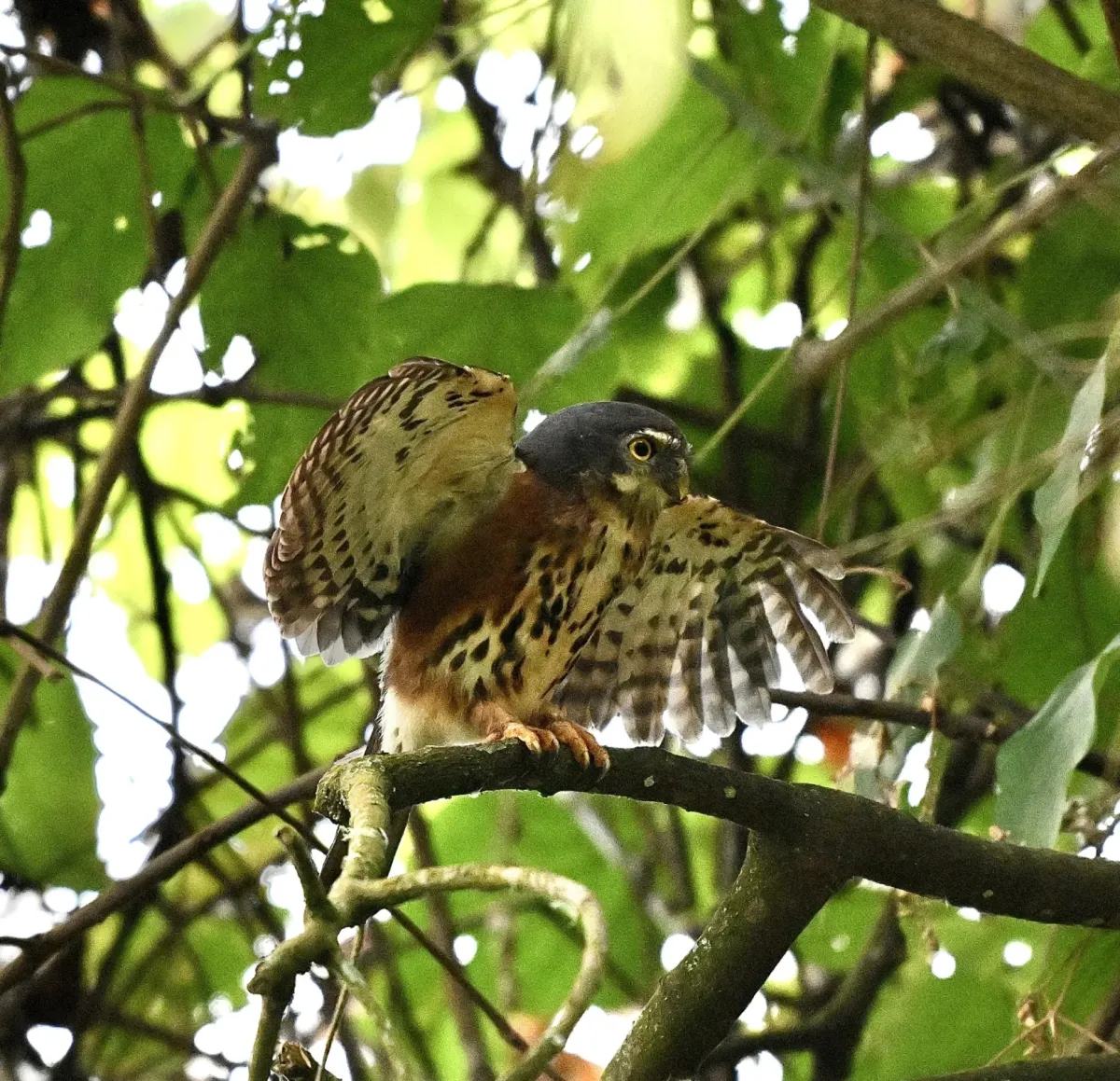 File:Glaucidium tephronotum in Uganda 550590523.jpg