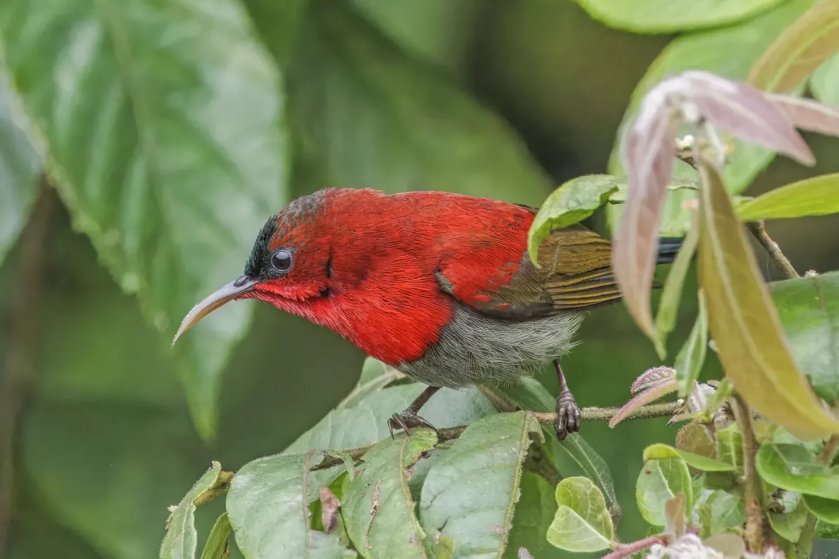 File:Crimson sunbird (Aethopyga siparaja) male Bach Ma.jpg
