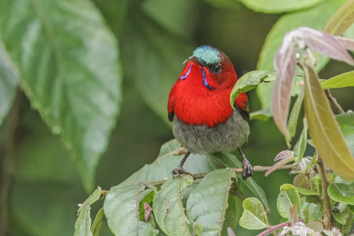 File:Crimson sunbird (Aethopyga siparaja) male Bach Ma 2.jpg