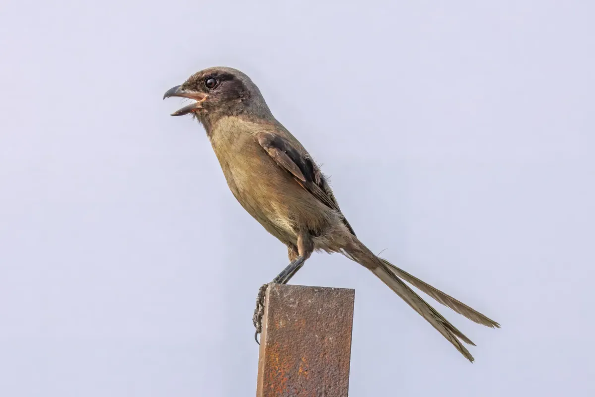 File:Long-tailed shrike (Lanius schach schach) dusky morph Lok Ma.jpg