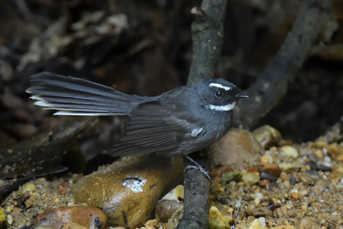 File:Black-backed Forktail (Enicurus immaculatus) DSC 7609 (1).jpg