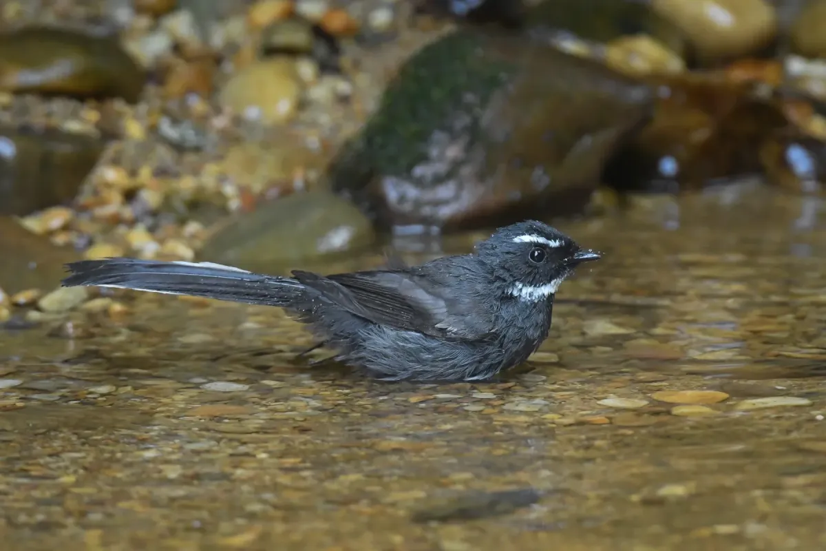 File:Black-backed Forktail (Enicurus immaculatus) DSC 7611.jpg