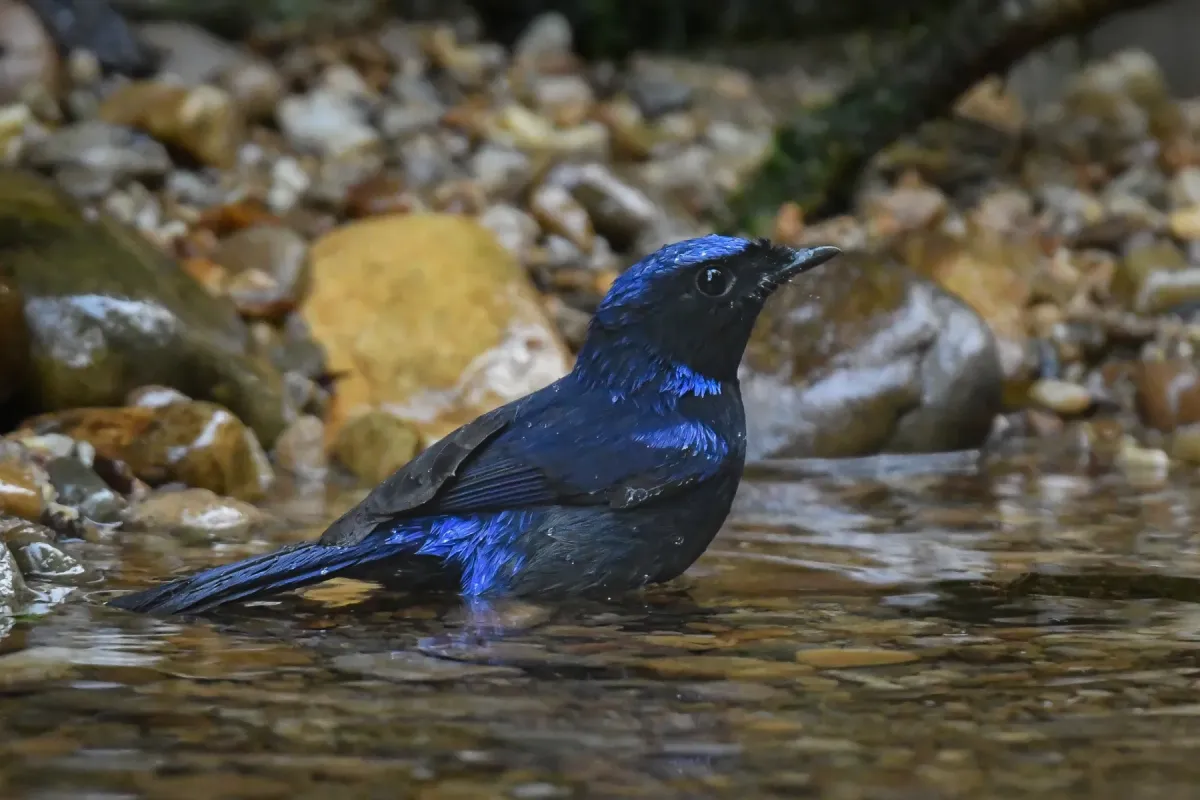 File:Large Niltava (Niltava grandis) DSC 7871.jpg