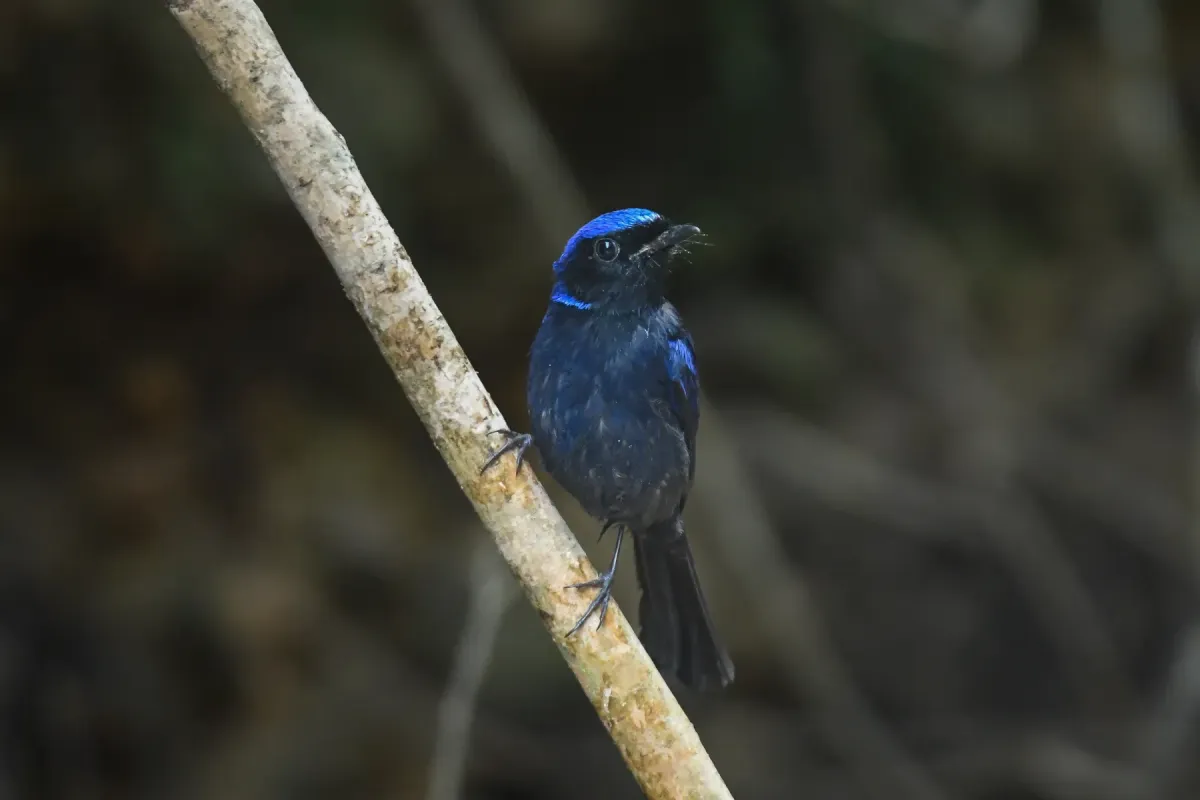 File:Large Niltava (Niltava grandis) DSC 7868.jpg