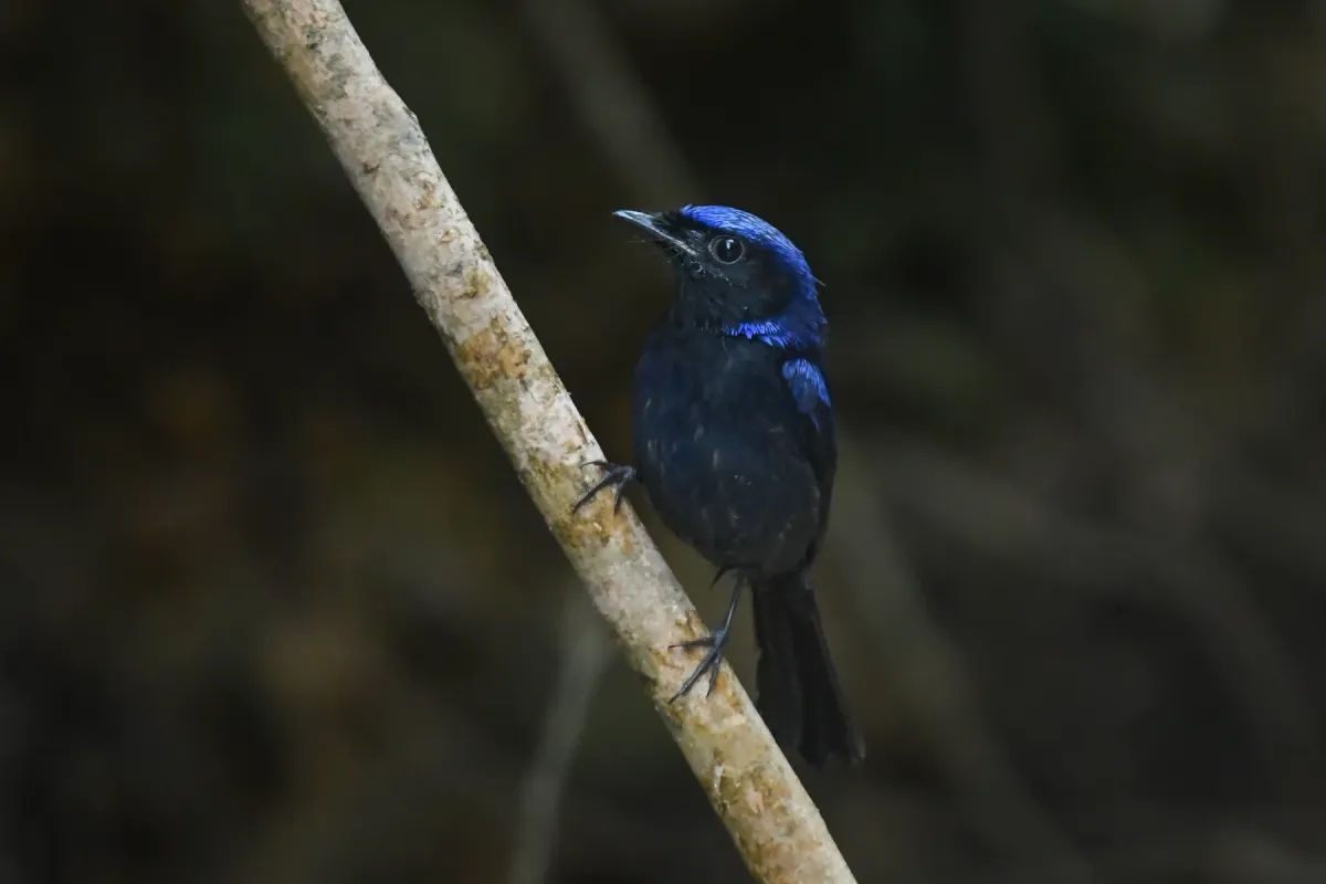 File:Large Niltava (Niltava grandis) DSC 7867.jpg